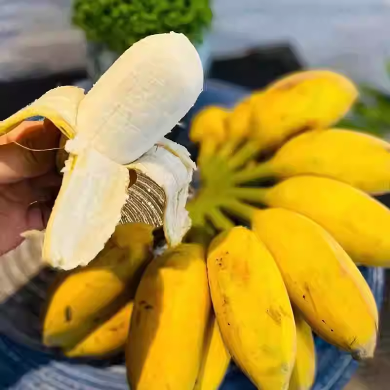 广东增城牛奶粉蕉当季自然熟3斤